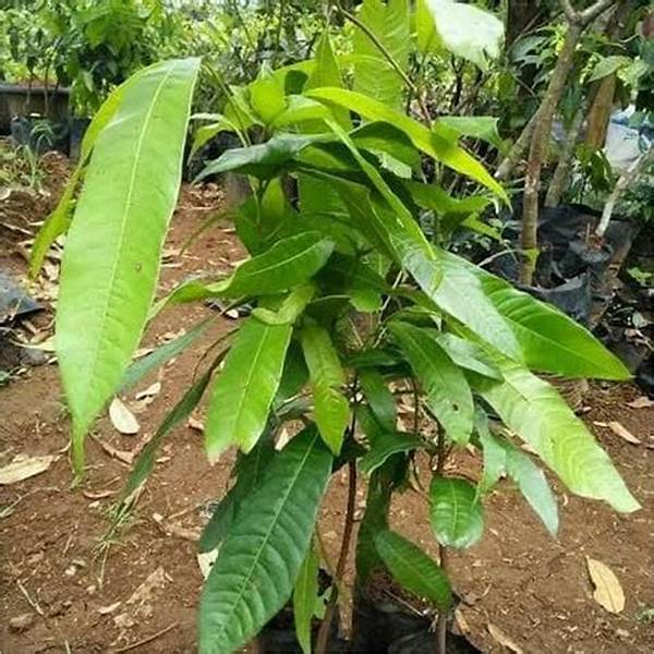 Pohon Buleleng