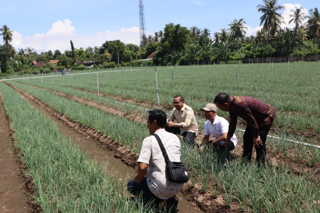 bawang merah di Buleleng