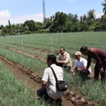 bawang merah di Buleleng